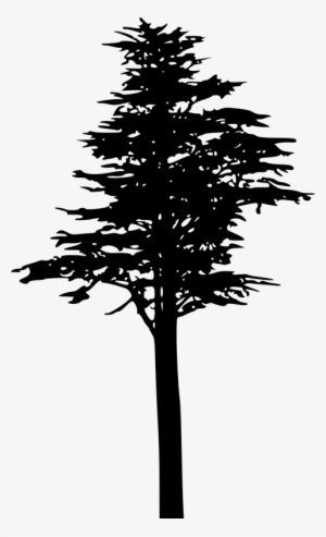 Free Png Pine Tree Silhouette Png Images Transparent - Pine