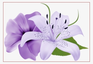 Free Star Lily Vector Transparent Stock - Lavender Flowers Images Png