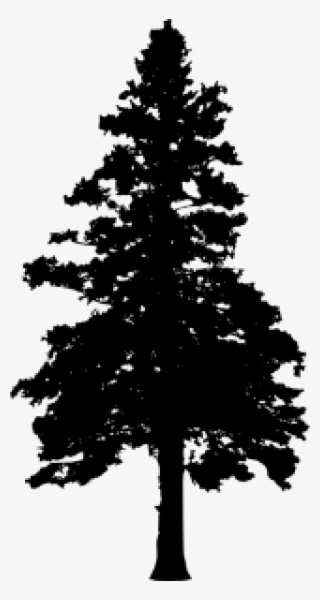 30 Pine Tree Silhouette Vol - Pine Trees Transparent Background
