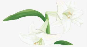 Meditate On The Cross - Lily