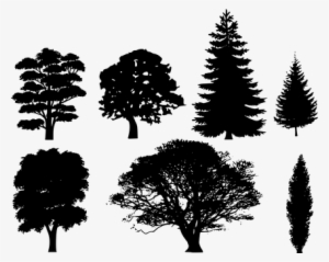 Forest Trees Oak Fir Pine Spruce Maple Chr - Tree Silhouette Vector