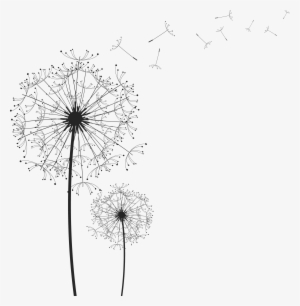 Dandelion Png