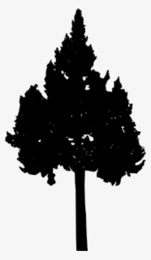 Free Png Pine Tree Silhouette Png Images Transparent - Christmas Tree