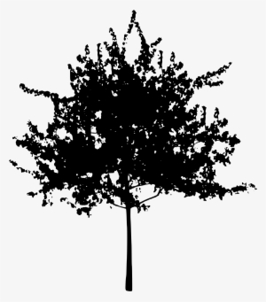 Source - Openclipart - Org - Report - Tall Pine Tree - Urban Rain Garden Design