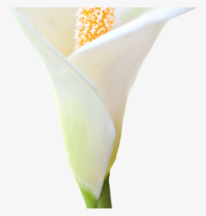 Lily Clipart Arum Lily - Giant White Arum Lily