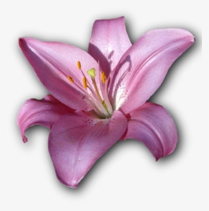 Lily, Flower, Isolated, Png, Violet - Lily