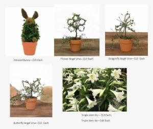 Easter Lily Pictures - Houseplant