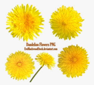 Dandelions Png By Eveblackwoodstock - Portable Network Graphics