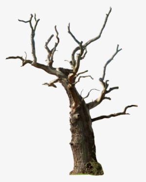 Em Todos Ai Acima Tem Várias Pngs De Várias Coisas - Dead Tree Png