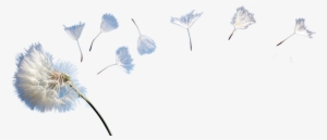 Dandelion Png - Photo - Dandelion Transparent Background Png