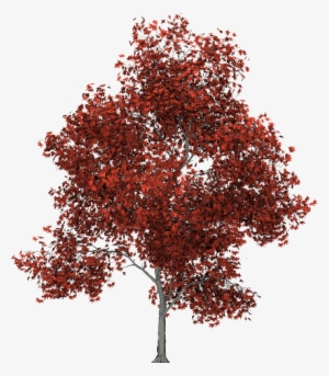 Autumn Tree Png Download - Red Leaf Tree Png