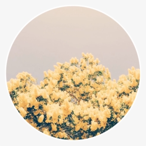 Yellow Flowers Yellowflowers Aesthetic Background - Light Yellow And Blue Aesthetic