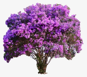 Arvore Flor - Purple Crepe Myrtle