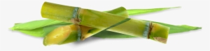 On Public Demand, We Started Our Online Shop - Sugarcane Transparent Background