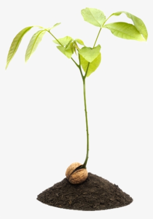 Walnut Sprout