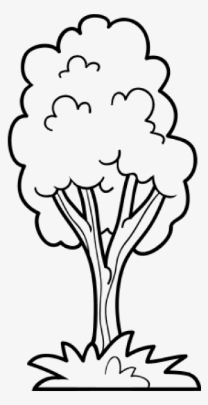Arbol Del Parque Dibujo