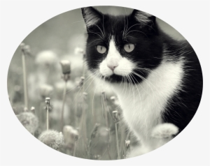 Animals Cats Cat In Dandelions 042195 - Hermosos Gatos