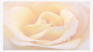 Yellow Rose Background Webcheryl Senko2017 07 17t19 - Doublesight Ds-307w - 30" Ips Lcd Monitor