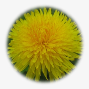 Go To Image - Dandelion