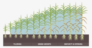Stages Of Sugarcane Growth That Formed The Focus Of - Illustration