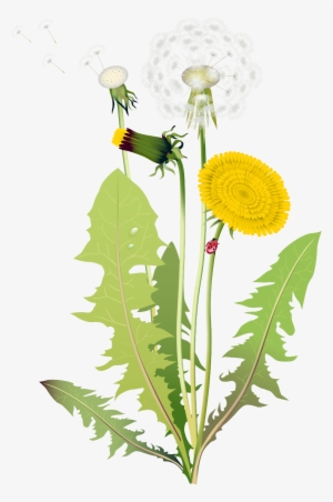 Dandelion Vector Png - 4 Kinds Of Flowers