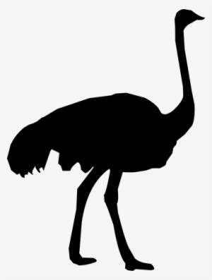 Silhouette, Ostrich, Zoo, Feather Make A Donation, - Ostrich Silhouette