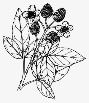This Free Icons Png Design Of Black Raspberry