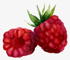 Raspberry Watercolor