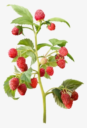 Яндекс - Фотки - Strawberry Plant Png