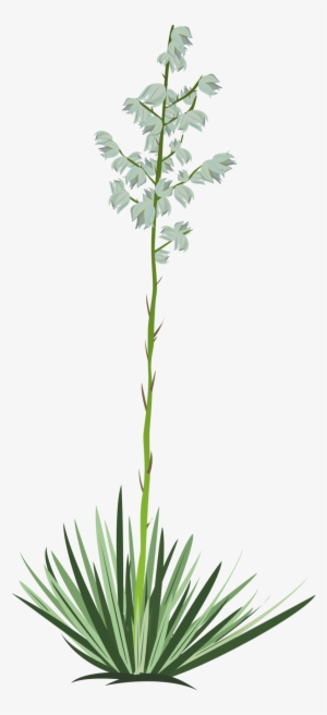 Yucca By Boneswolbach On Deviantart Transparent Download - Yucca Plant Drawing