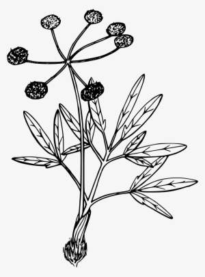 Swale Desert Parsley Clip Art Royalty Free Download - Desert Flower Drawing Png