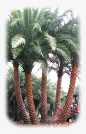 Tampa
