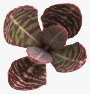 Kalanchoe Humilis 'desert Surprise' - Kalanchoe Humilis