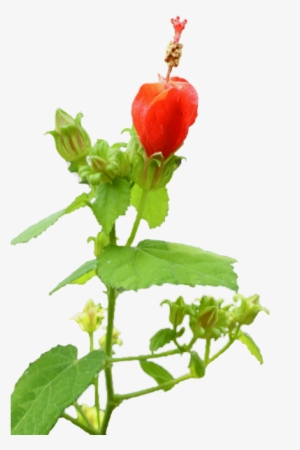 7 Steps To A Smart Yard - Flower