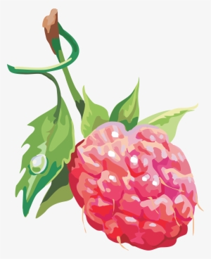 Raspberry Illustration Png