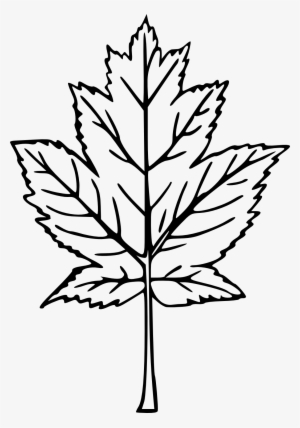 Drawn Maple Leaf Transparent - Transparent Hand Drawn Tree Png