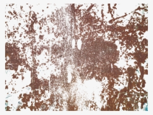 Mainpicture - Adobe Photoshop