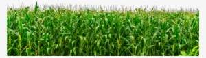Is To Believe In Tomorrow - Grass Png For Picsart