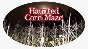 Haunted Corn Maze