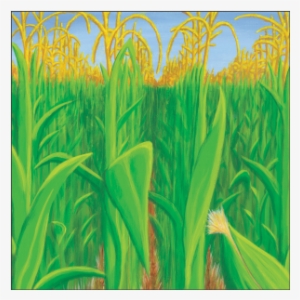 Corn Field Scrapbook Paper-rls105 - Cornfield Transparent
