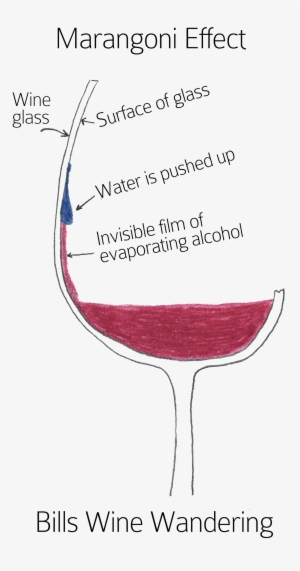 Wine Legs Or Tears