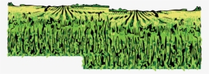 Cornfield - Nebraska