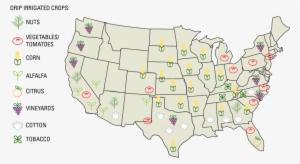 The Placement Of The Dripline Every Other Row Is The - Us Map Of Crops