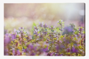 Purple Meadow Flowers Bathed In Sunlight - Flower