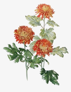 Clip Art Library Xd Grandiflorum Watercolor Painting - Chrysanthemum Botanical Illustration