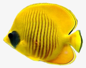 Tropical Fish Png - Exotic Png Fish