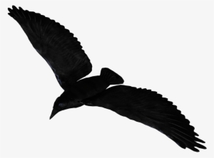 Raven Flying Png Pic - Raven Flying Transparent Background