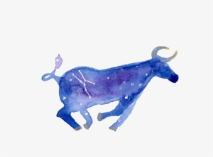 Taurus Ink And Watercolor