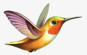 Hummingbird - Tattly