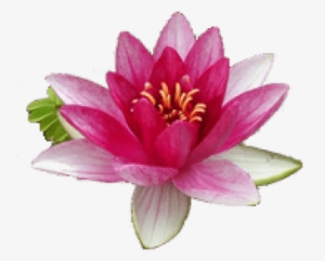 Free Png Water Lily Png Images Transparent - Water Lily Flower